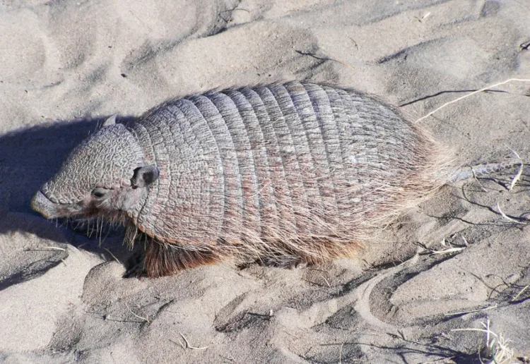 Do Bulletproof Animals Exist? Here's What You Need to Know Do Bulletproof Animals Exist? Here's What You Need to Know