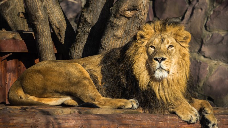 Lion looking at the camera