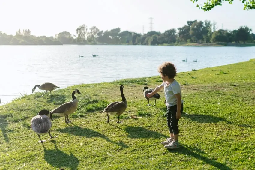 Child Playing with the Goose on a Park