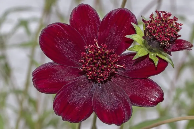 18 Most Rare Flowers from Around the World 1 Chocolate Cosmos