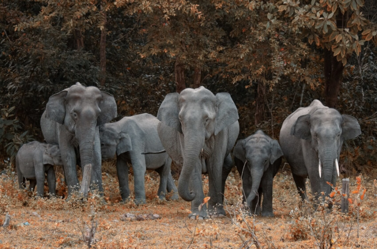 Group of Elephants