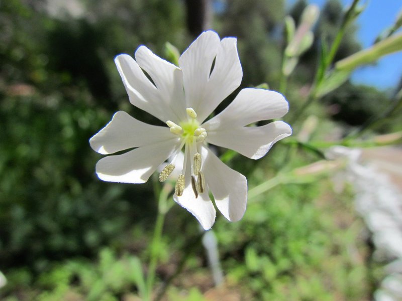 Gibraltar Campion White Flower