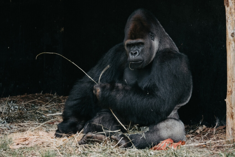 Color Black Gorilla