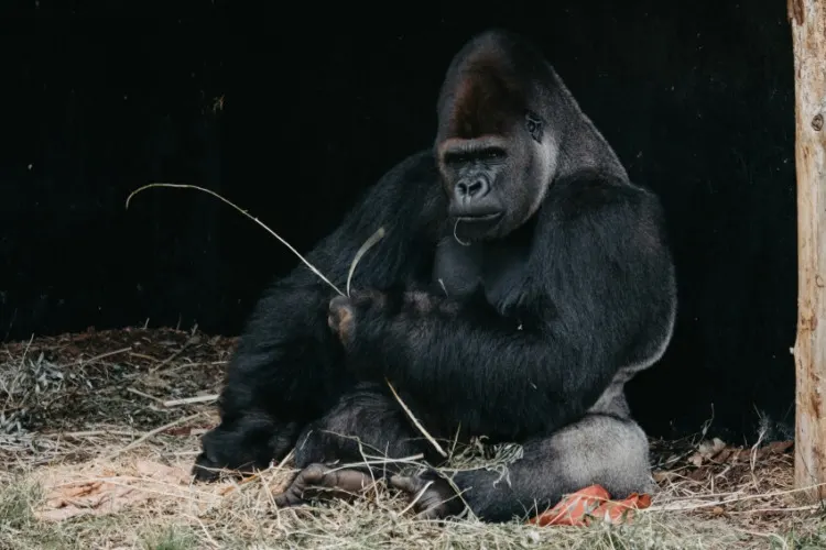 Do Bulletproof Animals Exist? Here's What You Need to Know 12 Color Black Gorilla