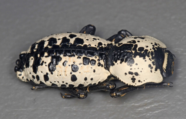 Black and White Ironclad Beetle