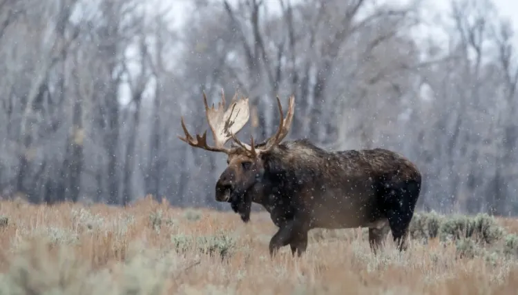 Do Bulletproof Animals Exist? Here's What You Need to Know 11 Moose in the Wild
