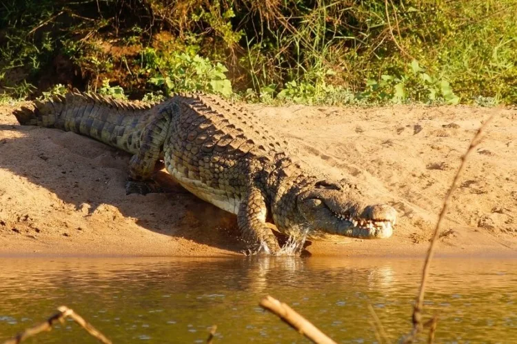 Crocodile Going to the Lake