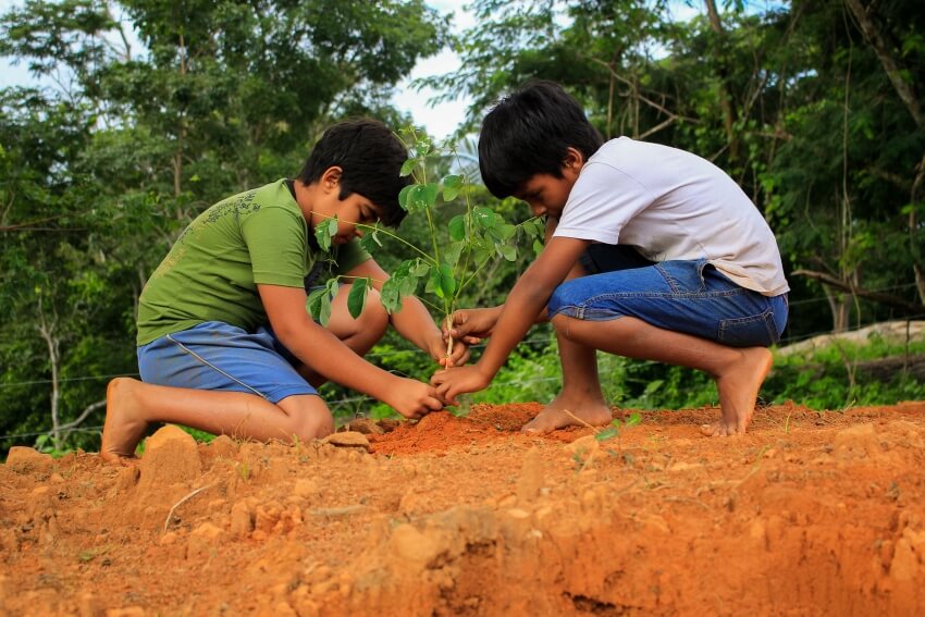 Two Boys Planning a Tree