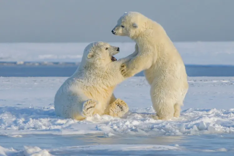 Polar Bear Cubs