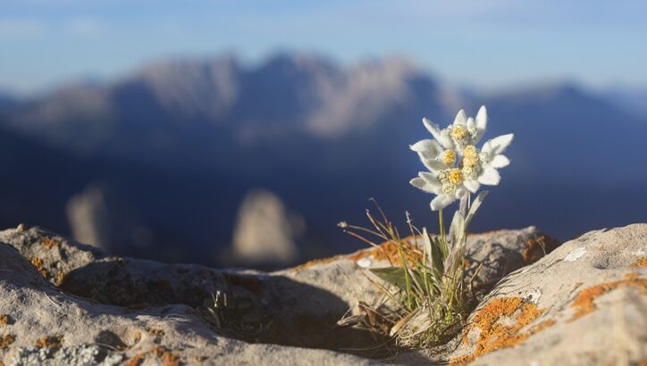 18 Most Rare Flowers from Around the World 3 18 Most Rare Flowers from Around the World