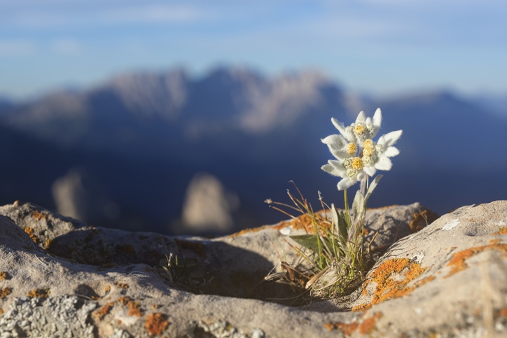18 Most Rare Flowers from Around the World