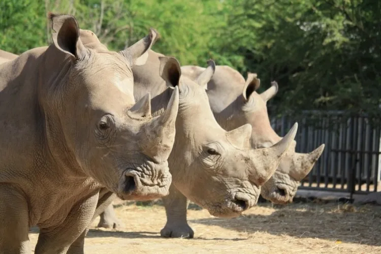 Three Rhinos