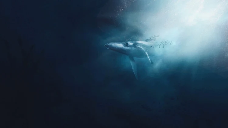 Whale