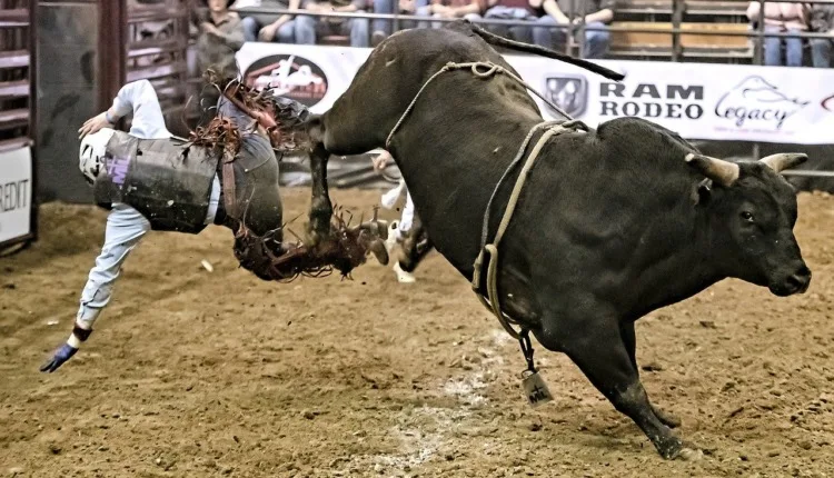 17 Cruel Animals Around the World 2 bull rider