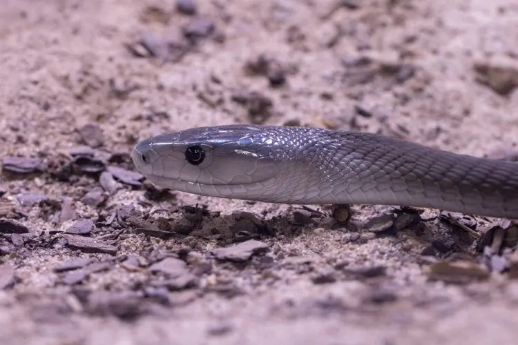 17 Cruel Animals Around the World 5 black mamba