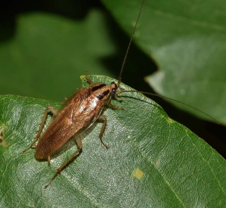 21 Five-Letter Animals to Know Around the World 20 roaches