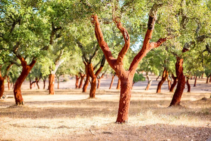 Rows of Cork Trees in Portugal