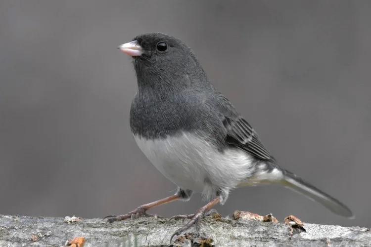 dark-eyed junco