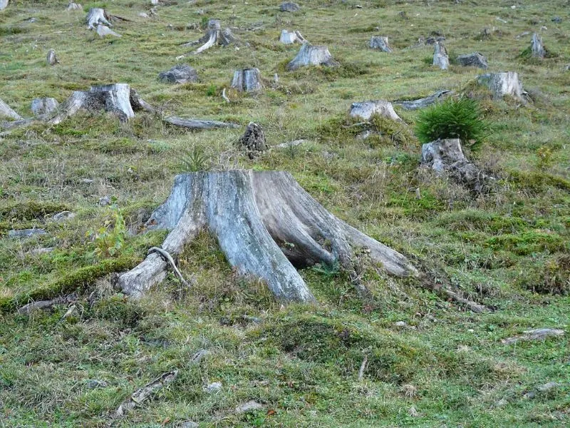 Environmental Organizations in South America 4 Tree Stumps from Deforestation