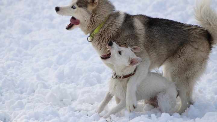 cruel animals