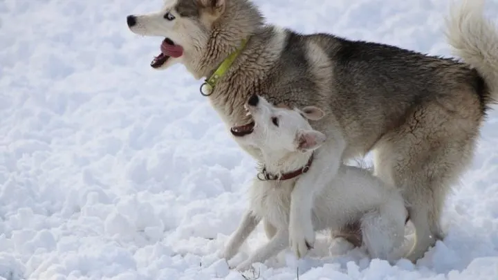 cruel animals