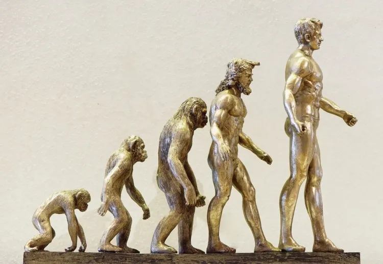 Are Humans Animals? 15 Things to Know 3 human evolution