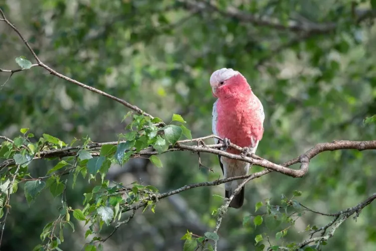 21 Five-Letter Animals to Know Around the World 12 galah