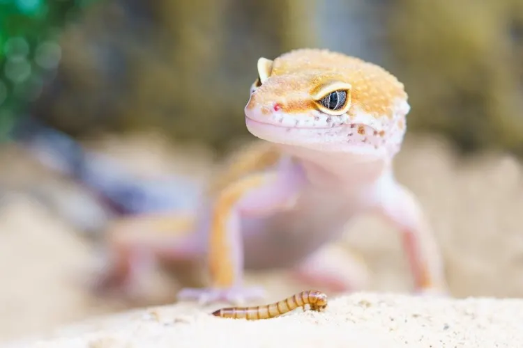 21 Five-Letter Animals to Know Around the World 8 gecko