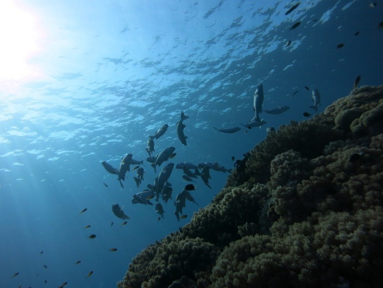 grunts fish swimming in coral reef habitat