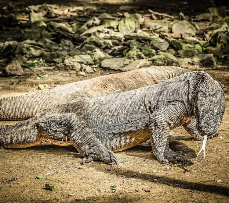 komodo dragons; cruel animals 