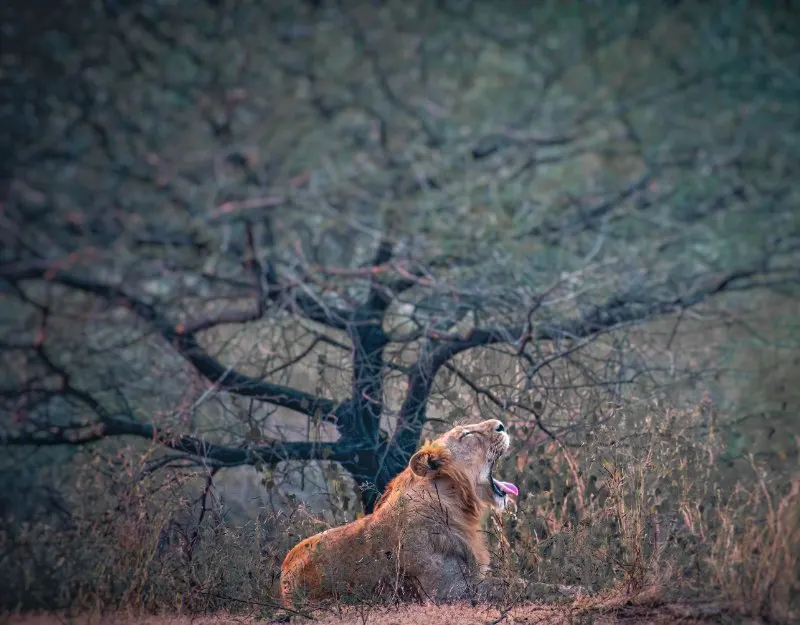 Lion yawning