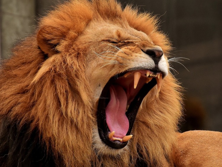 Why are Lions the King of the Jungle? 2 lion king
