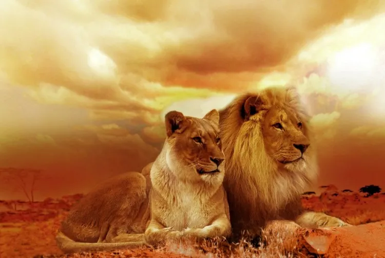 Male and female lion Male and female lion cozying up in the ground