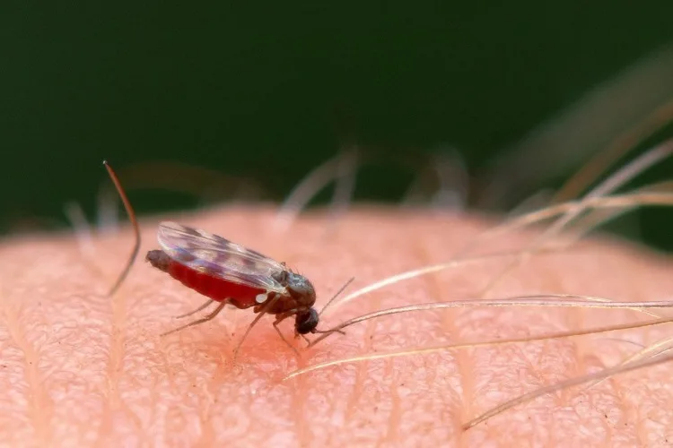 21 Five-Letter Animals to Know Around the World 19 midge