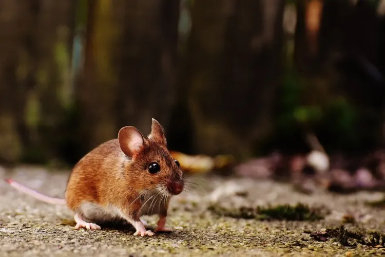 21 Five-Letter Animals to Know Around the World 3 mouse