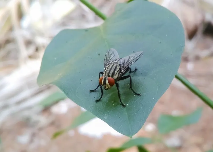 21 Five-Letter Animals to Know Around the World 21 housefly