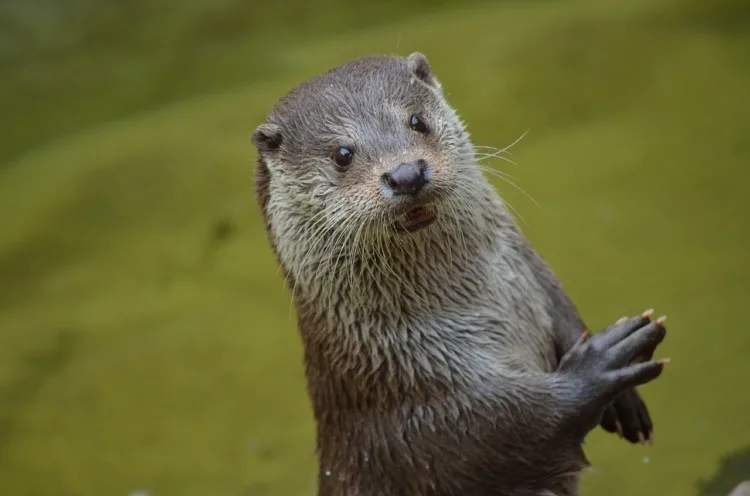 17 Cruel Animals Around the World 11 otter