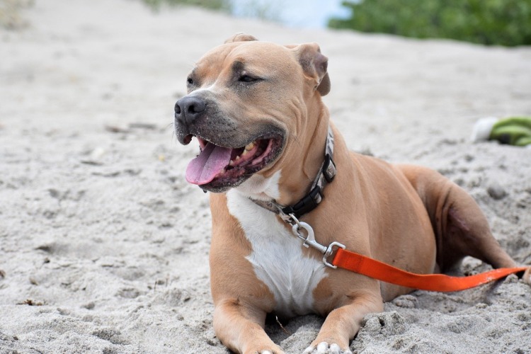 pitbull on a beach
