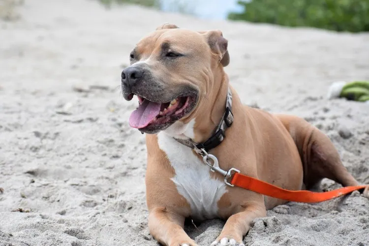 17 Cruel Animals Around the World 9 pitbull on a beach