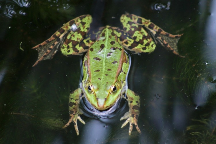 ranid frog in tropical rainforest wildlife habitat