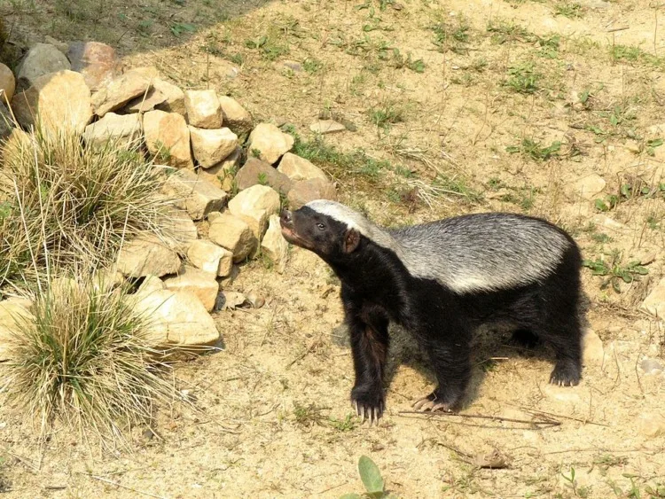 21 Five-Letter Animals to Know Around the World 21 Five-Letter Animals to Know Around the World