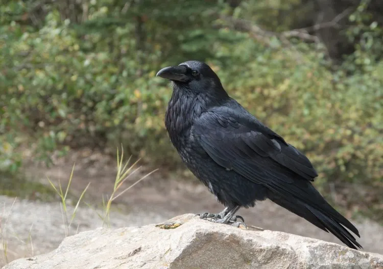 21 Five-Letter Animals to Know Around the World 13 raven