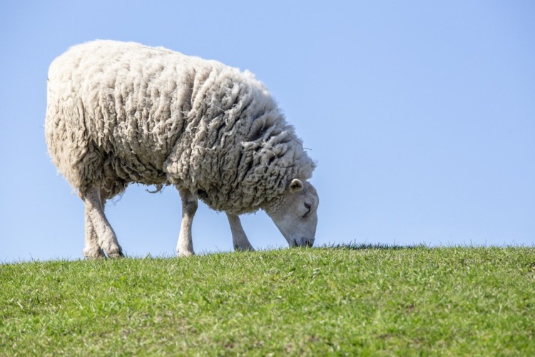 21 Five-Letter Animals to Know Around the World 21 Five-Letter Animals to Know Around the World