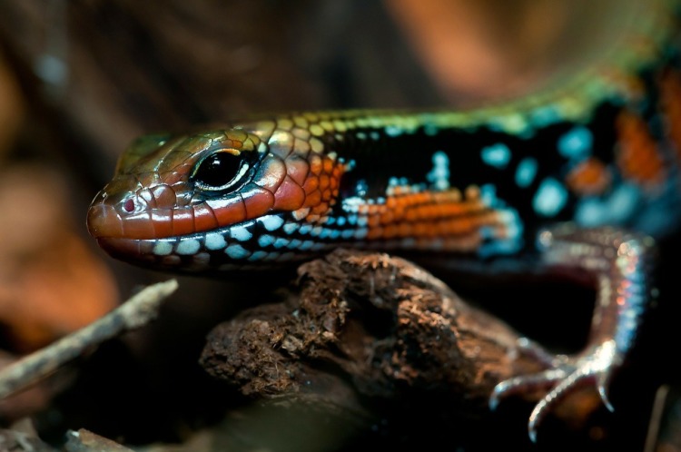 skink