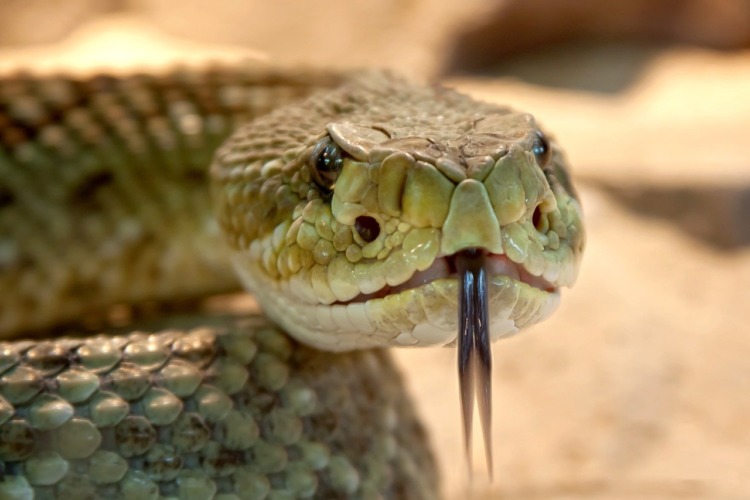 viper, snakes