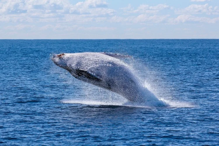21 Five-Letter Animals to Know Around the World 5 whale, fish