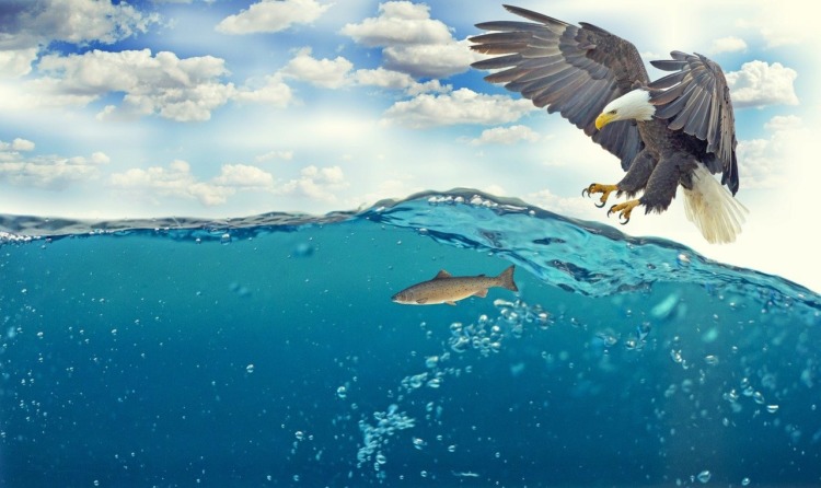 Eagle preying on fish