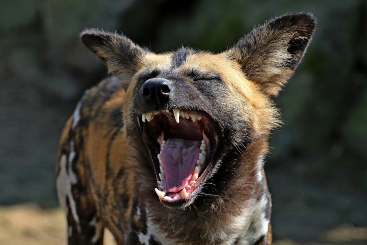 wild dog 