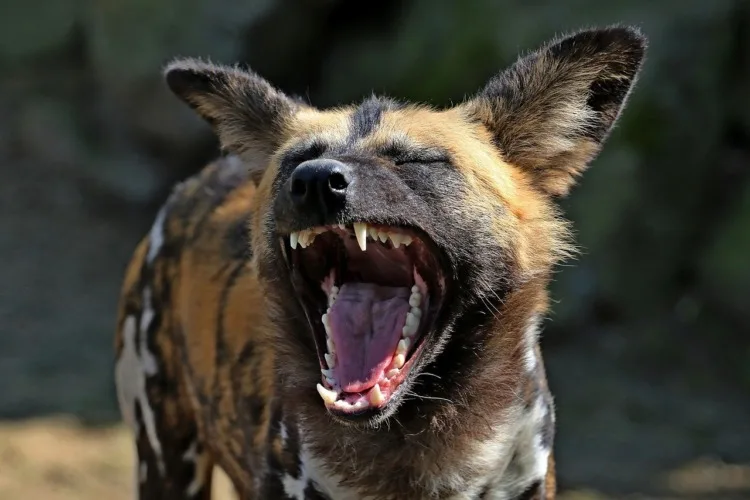 17 Cruel Animals Around the World 15 wild dog