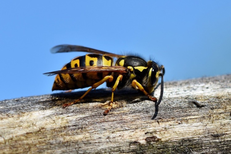 yellow and black hornet